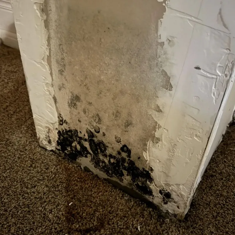 Professional Mold Removal in South Apopka, FL